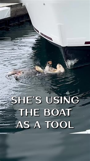 Sea Otters Learn Tool Use: Tradition Aids Survival