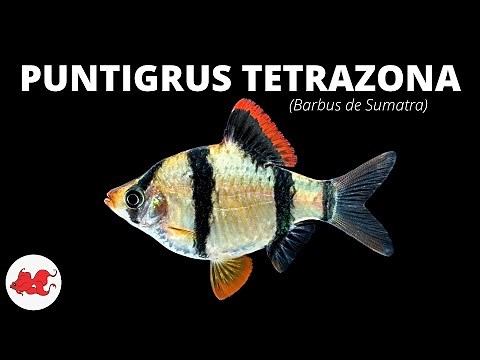 Barbus de Sumatra - Puntigrus tetrazona ✔