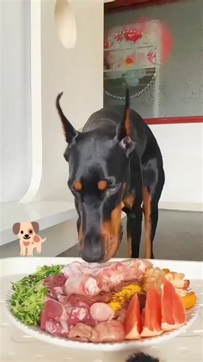 Doberman eating dinner 🥰 #doberman #dogsofinstagram #dobermanpinscher #dog #dobermansofinstagram #dogs #dobermanpride #dobermanlove #dobermanpuppy #puppy #dobermann #dobie #dobermans #rottweiler #dobermandogs #pitbull #puppiesofinstagram #dobermaninstagram #puppylove #instagram #puppies #k #pinschers #dogstagram #dogoftheday #canecorso #feature #alldoberman #doglife #dobermanloverviral | Dobermen lover