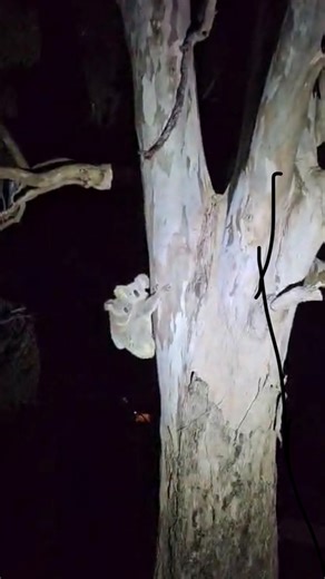 🌳Mother and joey tree-sit 🐨 The team had many concerns about this koala and her joey seen in a street tree on busy Samuel Street opposite Whites Hill College last night. They were close to the road, in a non-food tree, as cars whizzed by. The team took turns to watch them for hours – you may have seen team members in their high-vis! “Our job was just to ensure the koala mum with her bub didn’t try to cross busy Samuel Street and that they headed in the right direction,” one volunteer said. The