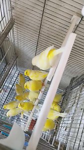 4.2K views · 102 reactions | SLM 3alikoum Bismillah Macha Allah gloster très bonne posture coulchi rah wadah f vidéo marhba bikoum 3ayto f numéro 0552123216/0662801452 Bel-Air a côté station essence et café carré 18 | جنة الحيوانات | Facebook