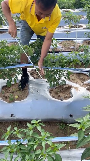 Pepper Supporting Technique for Maximizing Yield #farmingtech @HappyFarm85