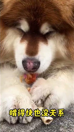 When I Pulled Out the Peanut Butter Chew Stick, My Street Dog's Eyes Lit Up Instantly!