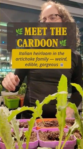 Cardoon 🌿 The Italian Fortress Plant