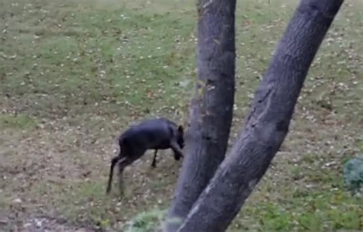 A giant melanistic buck and a giant normal whitetail are going after it! A site you’ll probably never see again. | Hunter's Trophy Case