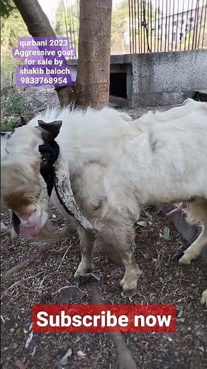 Aggressive goat 🐐