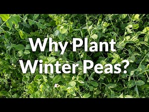 Why Plant Winter Peas?