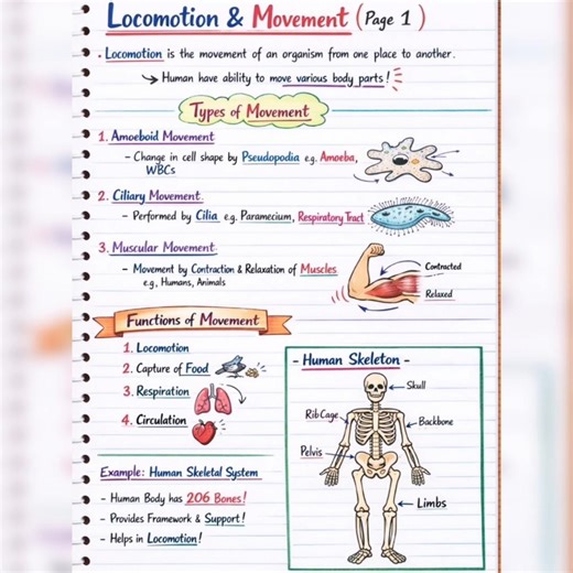 Locomotion and movement 🦴🦵🏻💪🏻. #shorts #neet #biology #aiims .