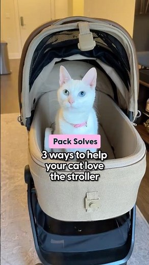 Stroller Training Tips for Indoor Cats| The Pack