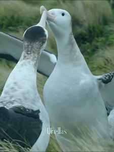 Understanding Animal Homosexuality: Nature's Variation