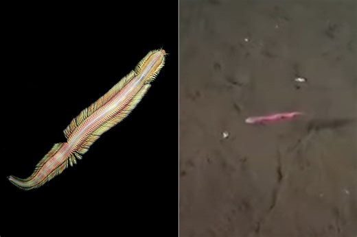 Researchers Photograph a Magic Carpet-Like Deep Sea Worm for the First Time