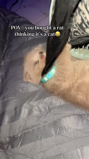 Baba and His Hilarious Cat Adventures