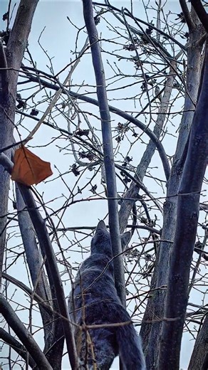 Gray Cat Stalking Its Target… 👀🐾