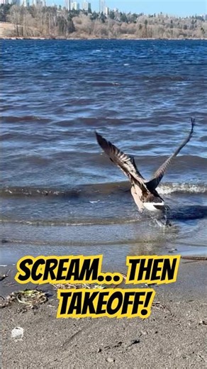 Goose Screams… Then Takes Off! 🪿