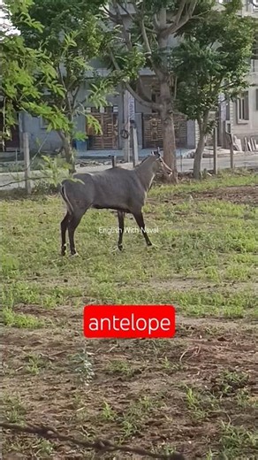 कहीं रास्ते में antelope दिख जाए तो क्या करें🧐