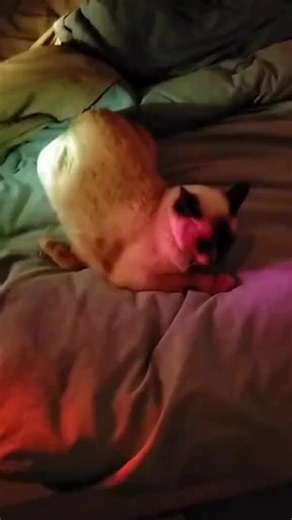 Cocoa not digging the party lights vibe... #cocoa #renagade