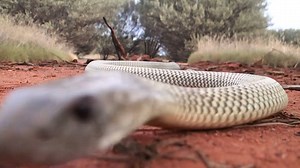 Snakes that kill people