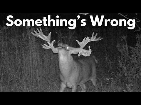 Not Deer: Creepy Appalachian Cryptid You Don’t Want to See