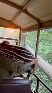 Tapir Calf Runs for Its Life — Leaps Into Moving Vehicle😱