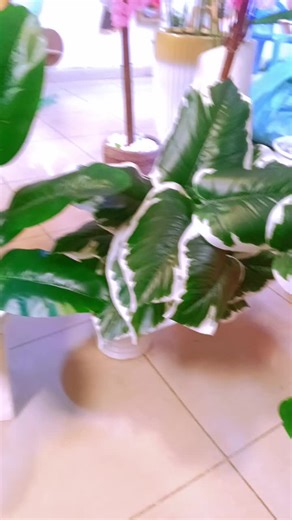 potted artificial plants on offer!!!!!!! #Artificialplants #Homedecor #pottedplants