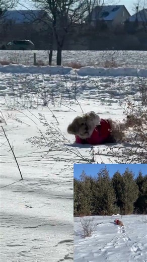 Autumn The Highspeed Snow Cockapoo Doggo