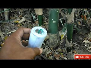 PENGETESAN BAMBU PETUK PAKAI LEDAKAN MERCON