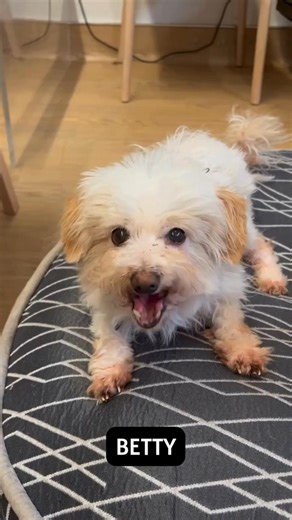Lots of newly rescued senior dogs at Muttville this week, take a peek and adopt!
