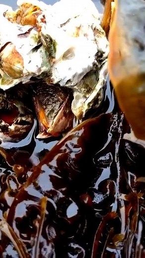 Barnacle: the SHELL Keeps Them WET 🌊 Animal Fact Files #facts #animals #wildlife