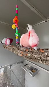 4K views · 97 reactions | Princess Sophie and Charlie love new ironbark perches  | Parrot Paradise Australia | Facebook