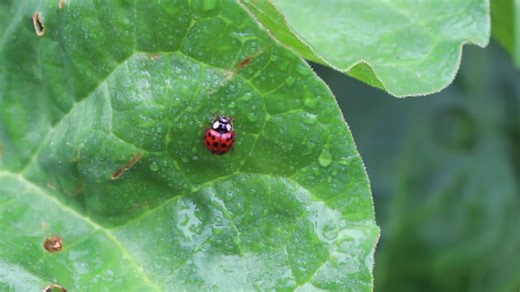 Ladybug, Harmonia Axyridis, Lady Bug. Free Stock Video