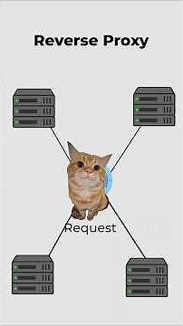 Reverse Proxy, explained by cats. #cat #coding #infrastructure #proxy #web