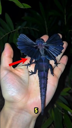 Top 5 Rare Animals That Actually Exist 😲 | Rarest Creatures in the World
