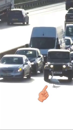 This curious little traveller took a very wrong turn and ended up wandering across busy lanes like it owned the place. Luckily, everyone slowed down, stayed patient, and the story had a safe and happy ending. | National Highways