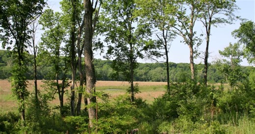 Woodford County joins 40 counties in planting 25 trees for 4-H's Green Communities project