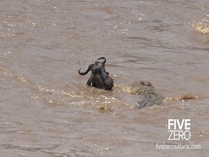 Wildbeest gets head crushed by huge croc (with audio)