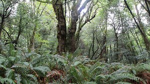 This Oregon forest full of old-growth myrtle trees is unlike anything you’ve ever seen