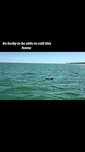 Join us on our cruises!! Visit our website for more information!! https://pelicanbaycharters.com/ #fyp #viral #pelicanbaycharters #sanibelisland #fortmyersbeach #smallbusiness