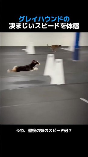 グレイハウンドの凄まじいスピードを体感