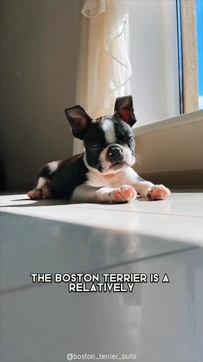 Boston Terrier 🐶 One Of The Smallest Dog Breeds In The World #bostonterrier #bostonterriersoftiktok | Boston Terriers Lovers