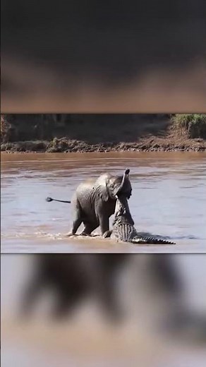 Baby Elephant Runs into a River… Crocodile Attacks, Herd Saves It 😳