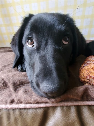 Adorable Labrador Puppy Moments