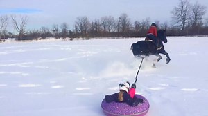 523K views · 893 reactions | Thanks to Ian Baird for sending in some GREAT video of winter fun with animals - this is winter tubing, rodeo style at Terre Bleu Lavender Farm in Milton. "This is our daughter Madeline flying behind our horse Atticus. So quiet except for all the laughter and the occasional sound of hooves," says Ian. | CBC Kitchener-Waterloo | Facebook