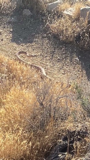 Snake Hogs the Trail Fairview Mountain Mojave Desert CA #nature #snake #reptiles #wildlife #herps