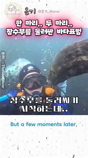끝까지 잠수부 곁을 떠나지 않은 바다표범