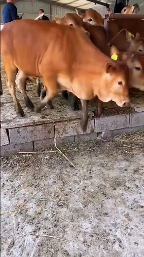 "Inside a Real Improved Yellow Cattle Breeding Farm – Techniques, Tips & Rural Farming 2026!"