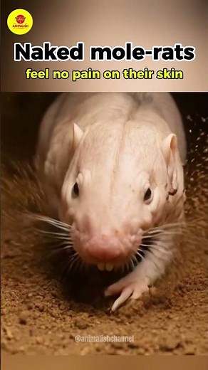 The animal that DEFIED evolution 🧬