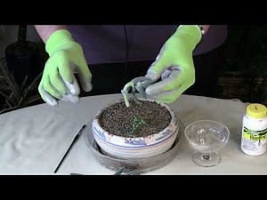 Succulent Propagating with Rooting Hormone: Fast, Easy, Effective (Part 2)