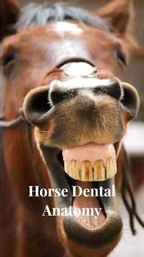 A Look Inside a Horse’s Mouth #horse #horseanatomy #horsescie #horsescience #horses
