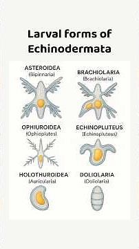 Larval Forms of Echinodermata Explained! ⭐🪸 #echinodermata #biology #zoology #neet #shorts