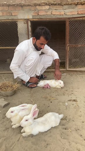 Rabbit Feeding: Insight into Baby Rabbit Care